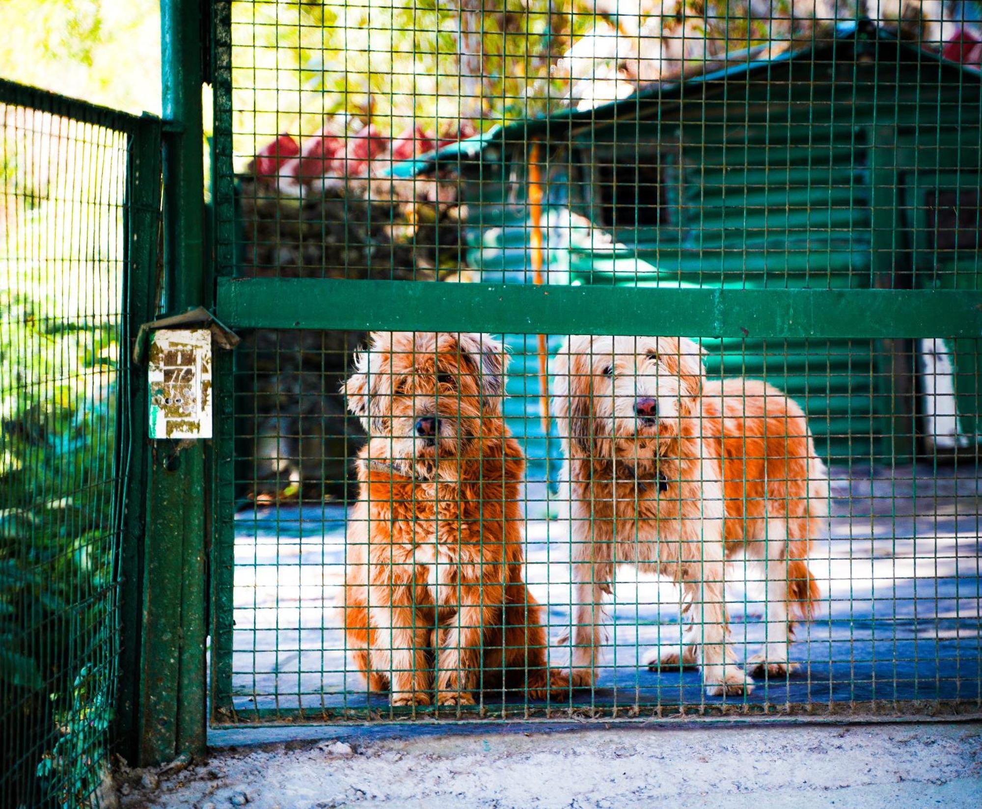 La Villa Bethany Mussoorie Exteriér fotografie